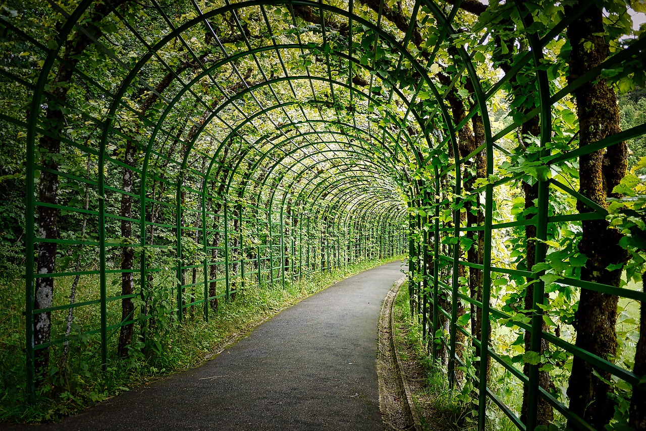 How to Build a DIY Pergola with Climbing Plants